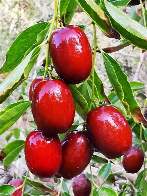 紅棗樹種植|種植紅棗